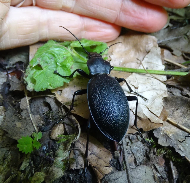 Carabus coriaceus - bőrfutrinka Carabus coriaceus - bőrfutrinka