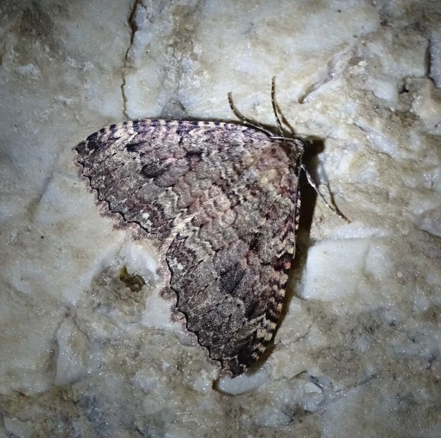 Triphosa dubitata - kutyabenge-araszoló