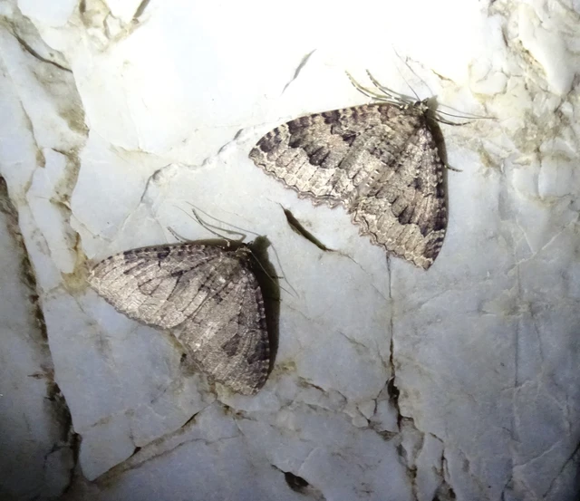 Triphosa dubitata - kutyabenge-araszoló