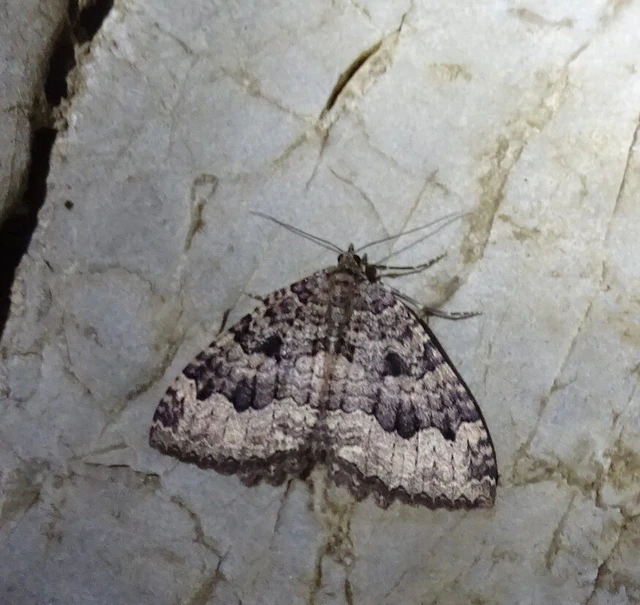Triphosa dubitata - kutyabenge-araszoló