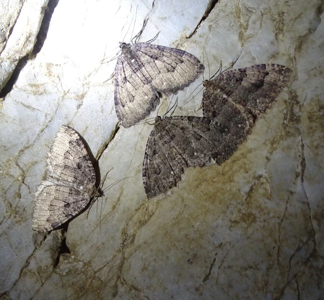 Triphosa dubitata - kutyabenge-araszoló