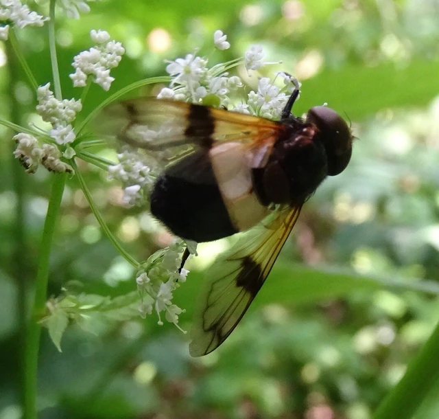 Volucella pellucens - üvegpotrohú pihelégy