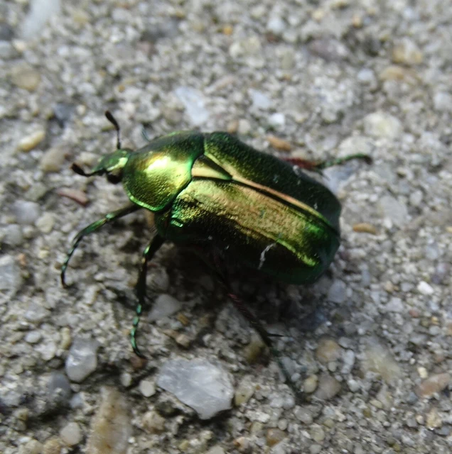 Cetonia aurata - aranyos virágbogár