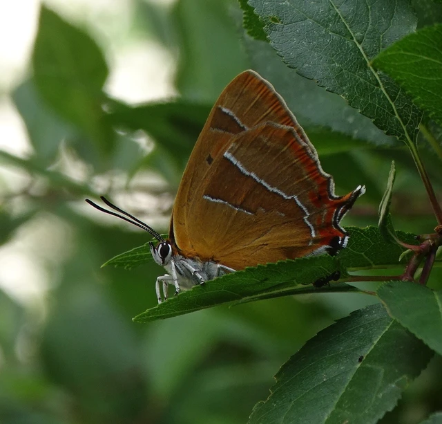 Thecla betulae - nyírfalepke