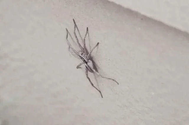 Araneae - Pókok