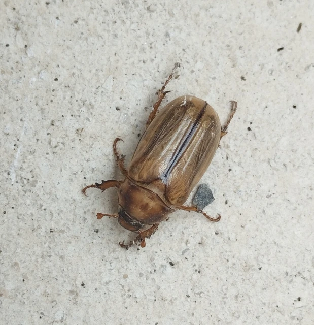 Amphimallon solstitiale - bordás sárgacserebogár