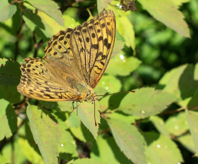 Argynnis pandora - zöldes gyöngyházlepke