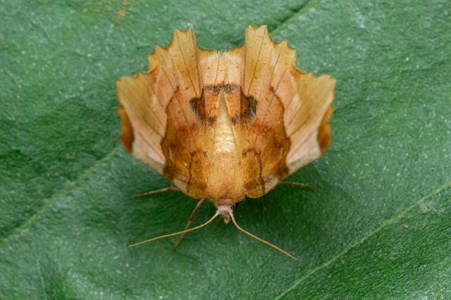 Selenia lunularia - egyfoltos holdasaraszoló