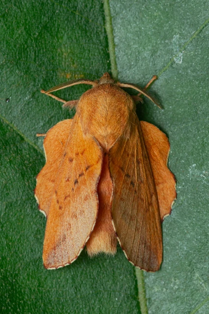 Phyllodesma tremulifolia - nyárlevélpohók