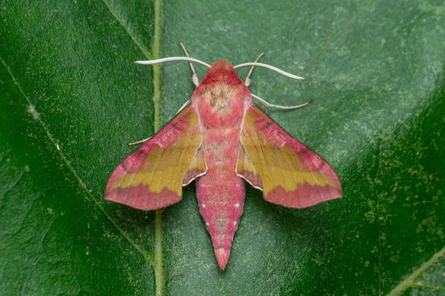 Deilephila porcellus - piros szender