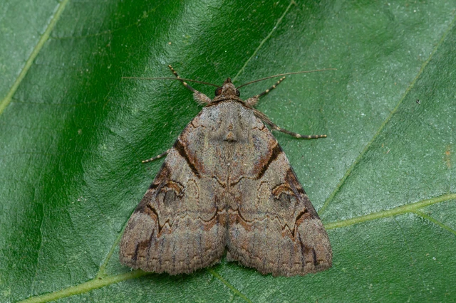 Catocala hymenaea - kökény-övesbagoly
