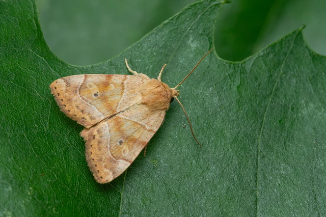 Cosmia trapezina - közönséges lombbagoly