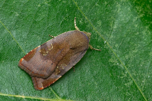 Noctua janthe/janthina