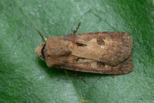 Agrotis exclamationis - felkiáltójeles földibagoly