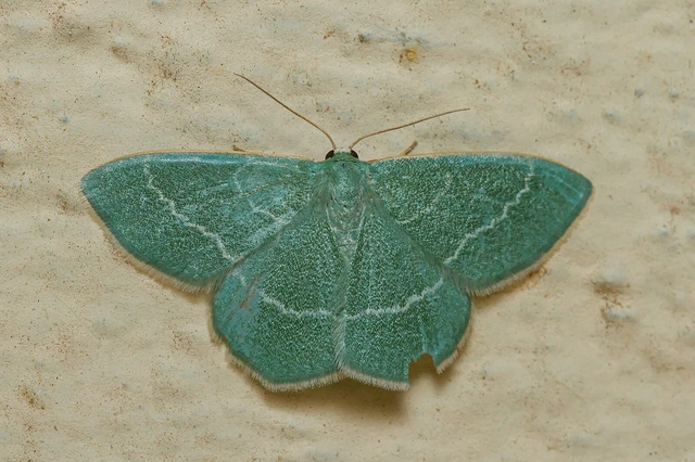 Chlorissa viridata - üdezöld araszoló