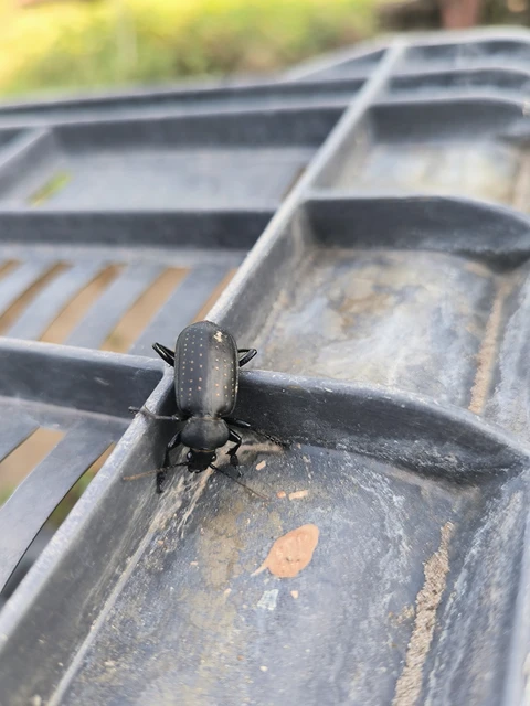 Calosoma maderae - aranypettyes bábrabló