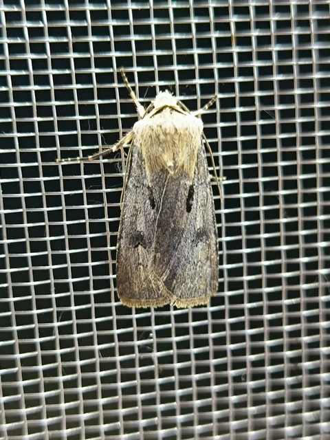Agrotis exclamationis - felkiáltójeles földibagoly