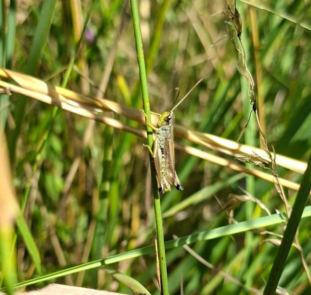 Orthoptera - Egyenesszárnyúak