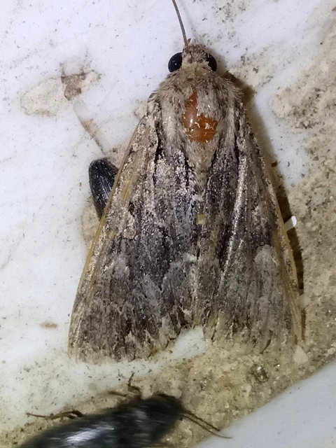 Apamea monoglypha - nagy dudvabagoly