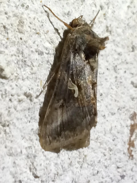 Autographa gamma - gammalepke