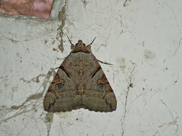 Catocala hymenaea - kökény-övesbagoly