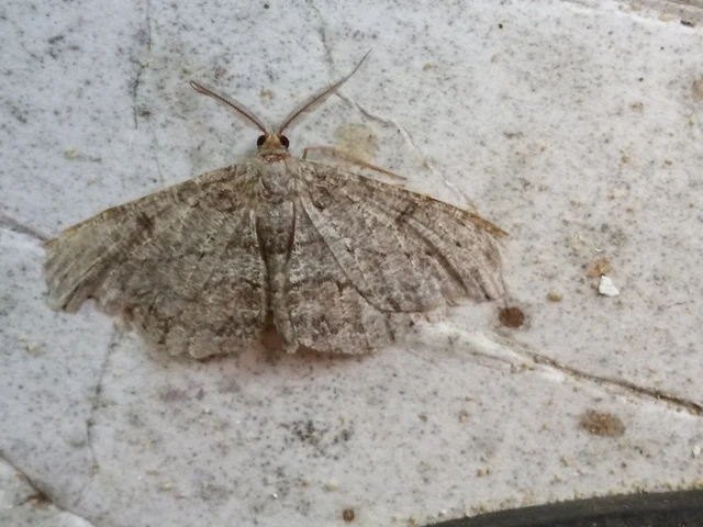 Hypomecis punctinalis - pettyes faaraszoló