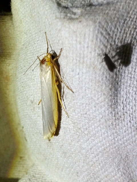 Eilema complana - közönséges zuzmószövő
