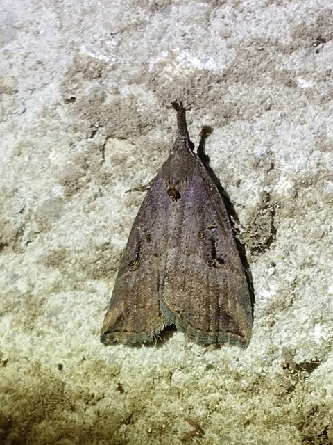 Hypena rostralis - közönséges karcsúbagoly