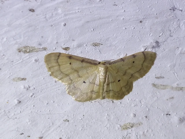 Idaea politaria - vonalas apróaraszoló