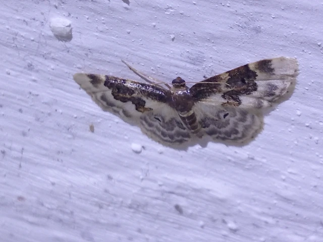 Idaea rusticata - tarka apróaraszoló