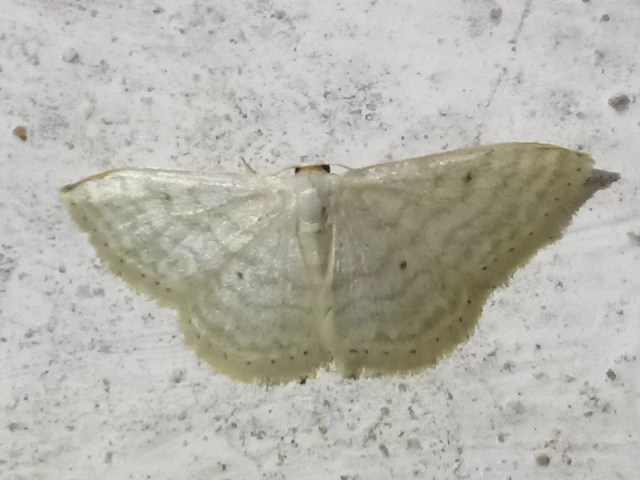 Idaea subsericeata - ötvonalas apróaraszoló