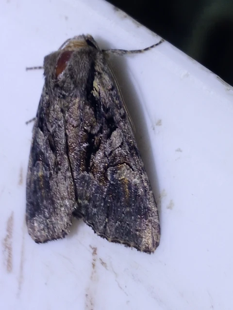 Lacanobia thalassina - borbolya-kertibagoly