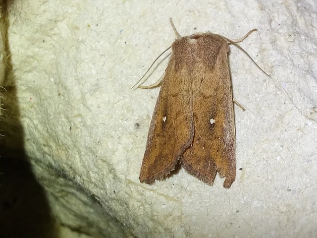 Mythimna albipuncta - fehérpettyes rétibagoly