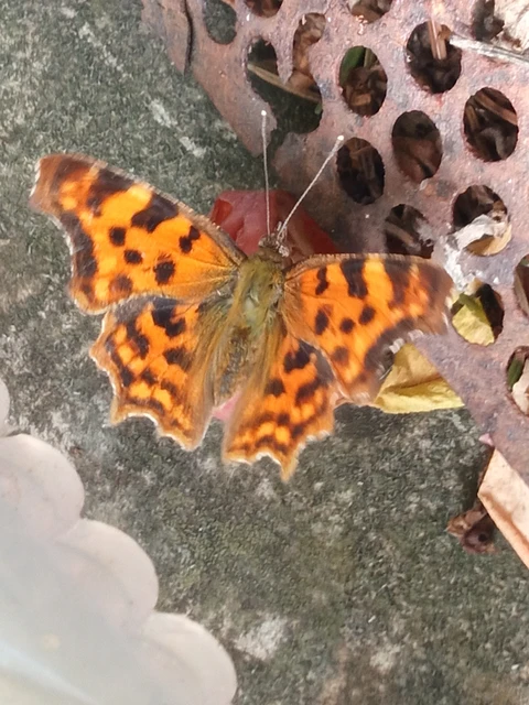 Nymphalis c-album - C-betűs lepke