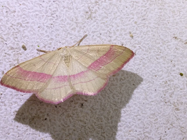 Rhodostrophia vibicaria - pirosszélű araszoló