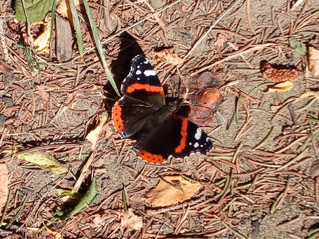 Vanessa atalanta - atalantalepke