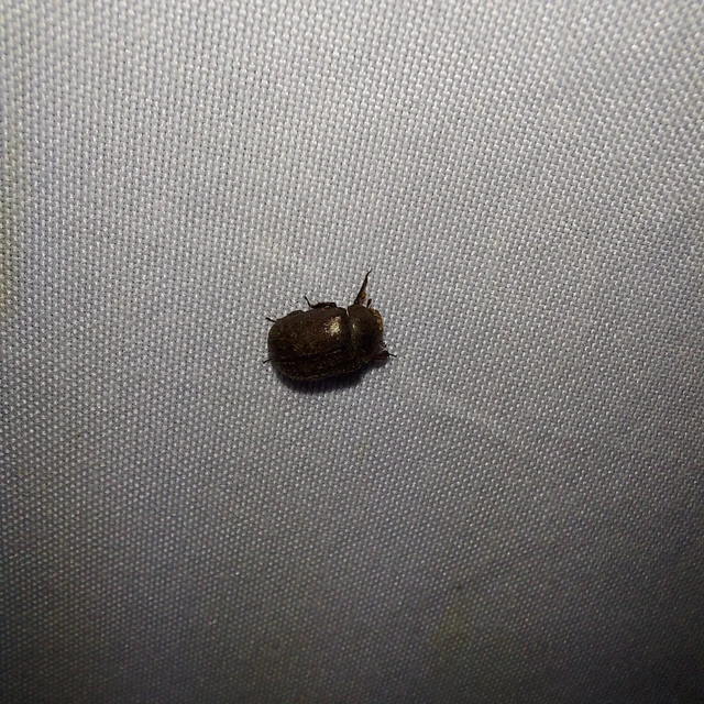 Aesalus scarabaeoides - szőrös szarvasbogár