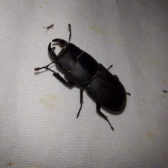 Dorcus parallelipipedus - kis szarvasbogár