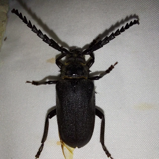 Prionus coriarius - csőszcincér