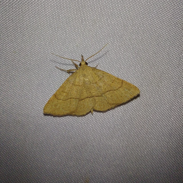 Paracolax tristalis - sárgás karcsúbagoly