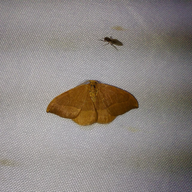 Watsonalla cultraria - bükkfa-sarlósszövő