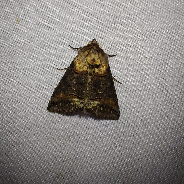 Abrostola agnorista - sziklalakó csalánbagoly