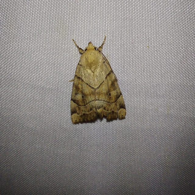 Cosmia trapezina - közönséges lombbagoly