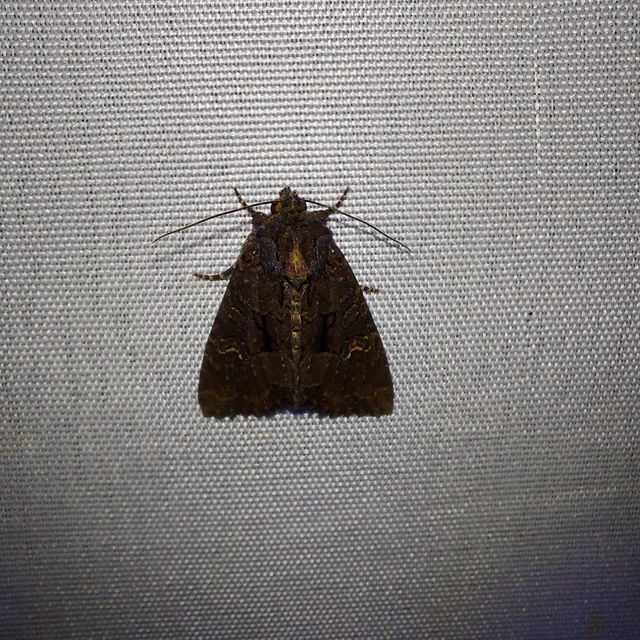 Mesapamea secalella/secalis