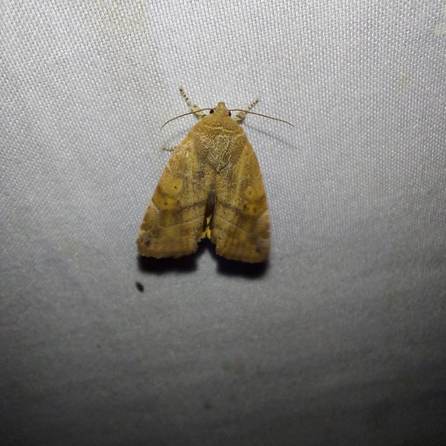 Cosmia affinis - barna lombbagoly