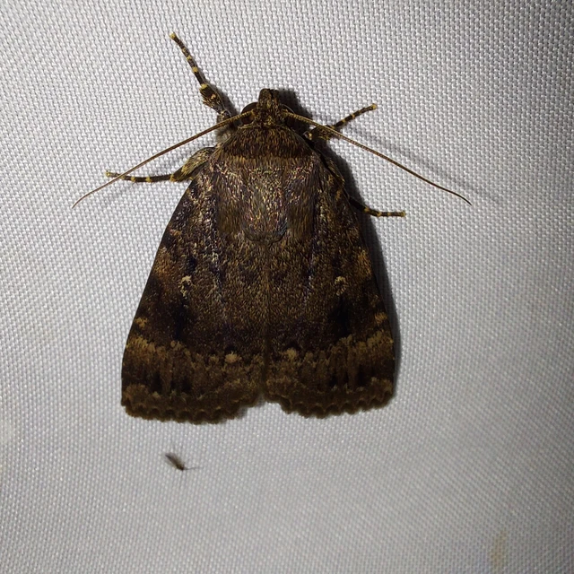 Amphipyra pyramidea - fahéjszínű bagoly
