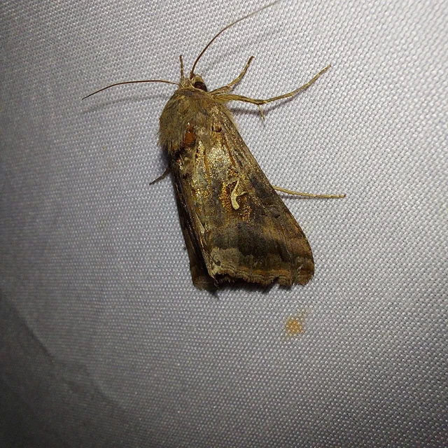 Autographa gamma - gammalepke