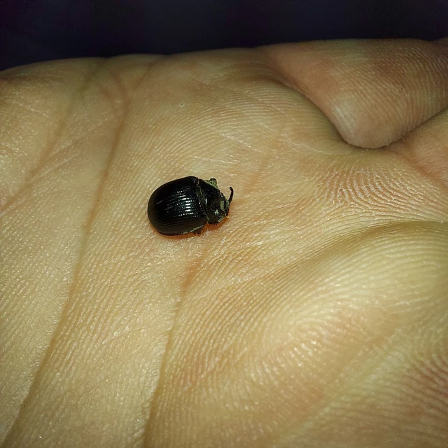 Odonteus armiger - mozgószarvú álganéjtúró Odonteus armiger - mozgószarvú álganéjtúró
