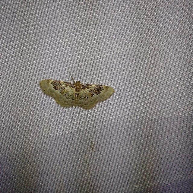 Idaea rusticata - tarka apróaraszoló