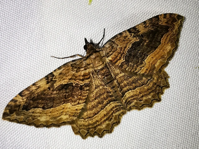 Philereme transversata - varjútövis-araszoló